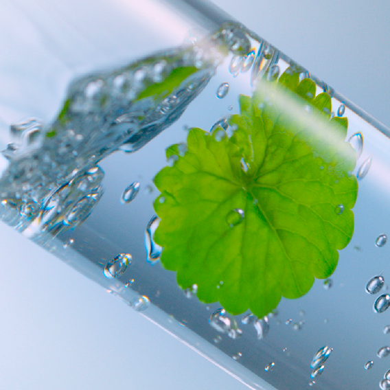 🌿Centella Asiatica — The Secret to Calm, Resilient Skin